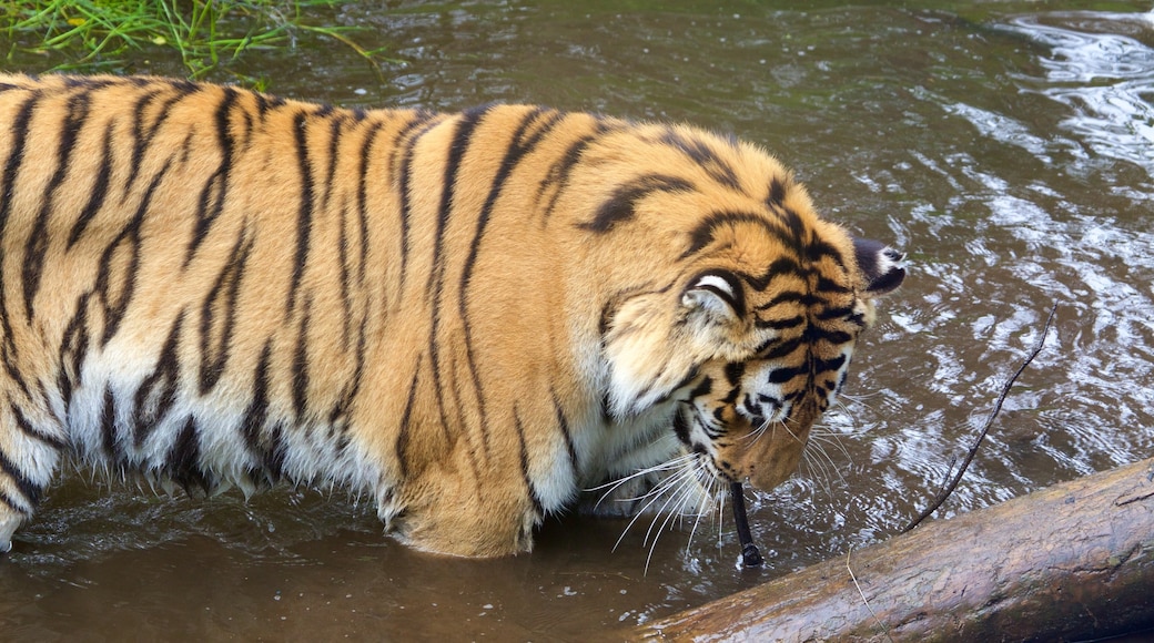 高地野生動物公園 设有 危險動物 和 動物園裡的動物