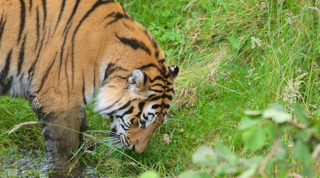 Highland Wildlife Park showing dangerous animals and zoo animals