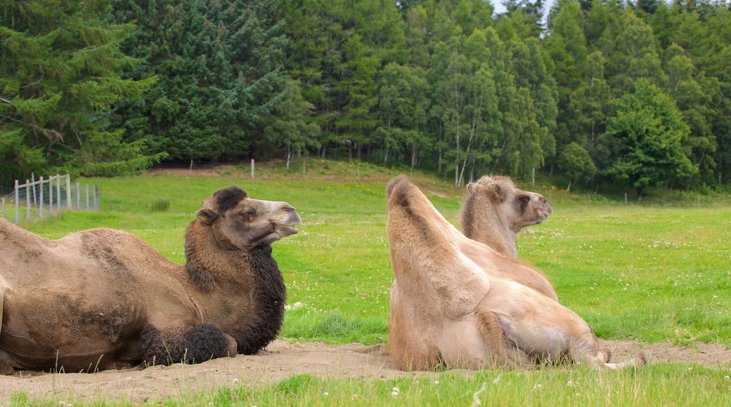 Highland Wildlife Park showing zoo animals and land animals