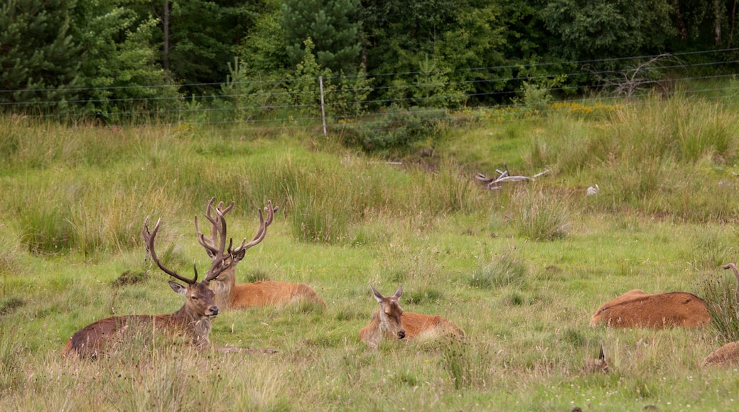 Highland Wildlife Park qui includes animaux terrestres et animaux de zoo