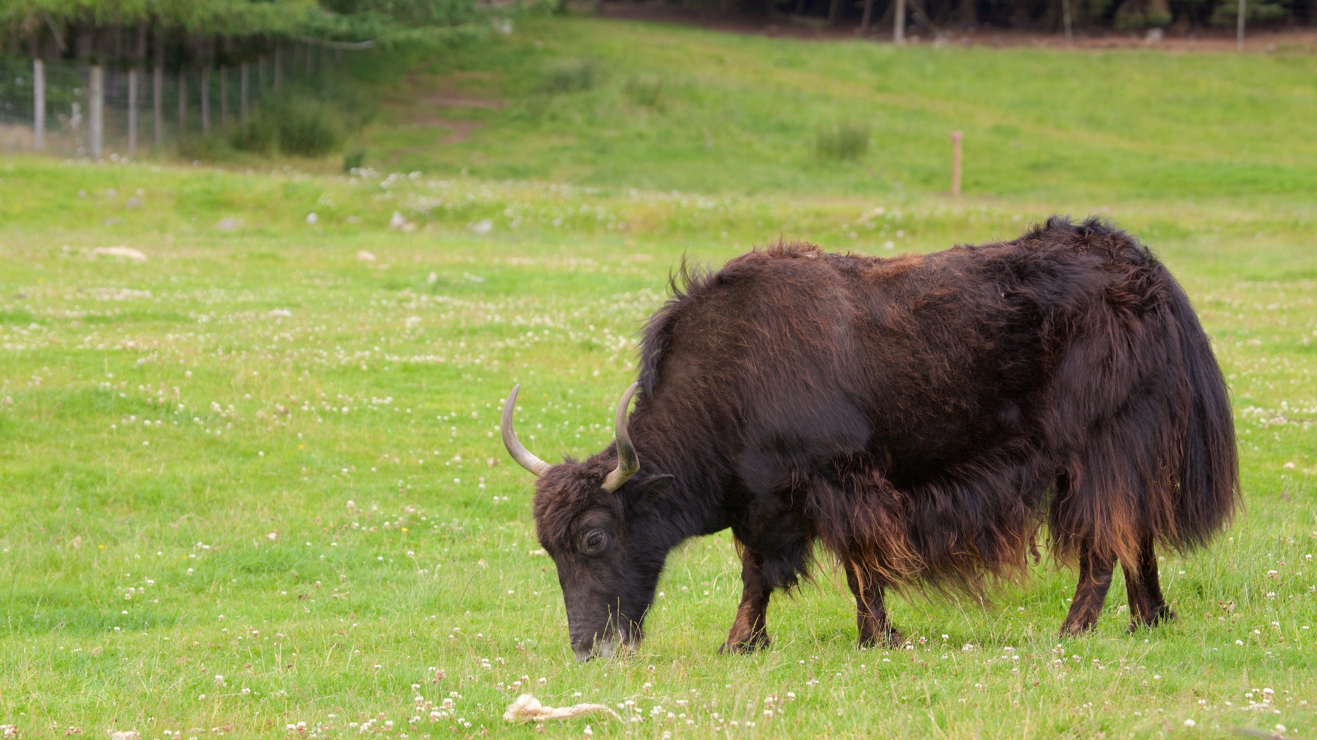 Scottish Highland Cattle - Altina Wildlife Park