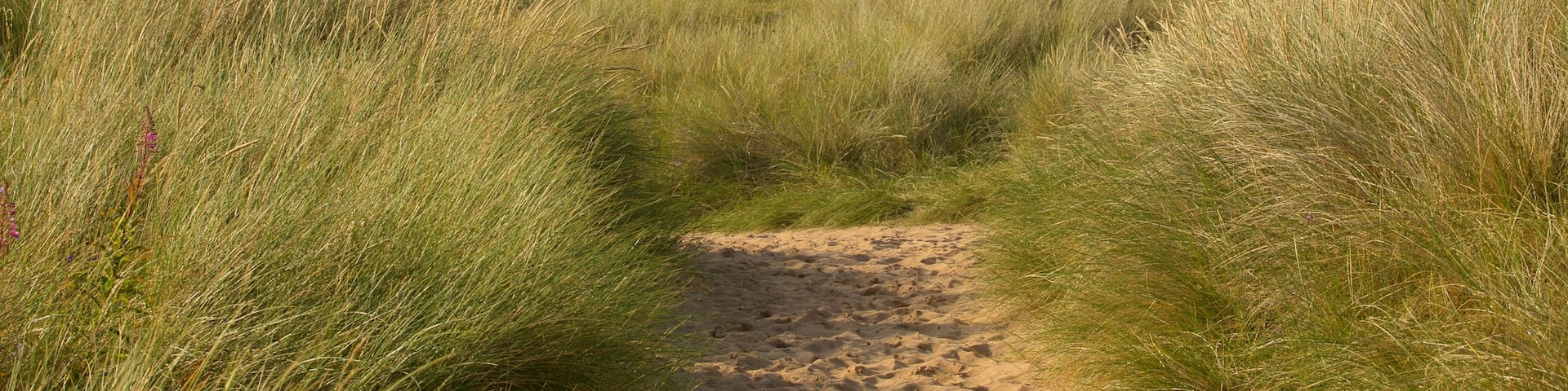 Balmedie Country Park featuring a sandy beach