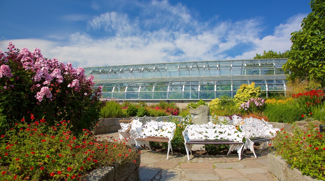 Duthie Park Winter Gardens mostrando giardino