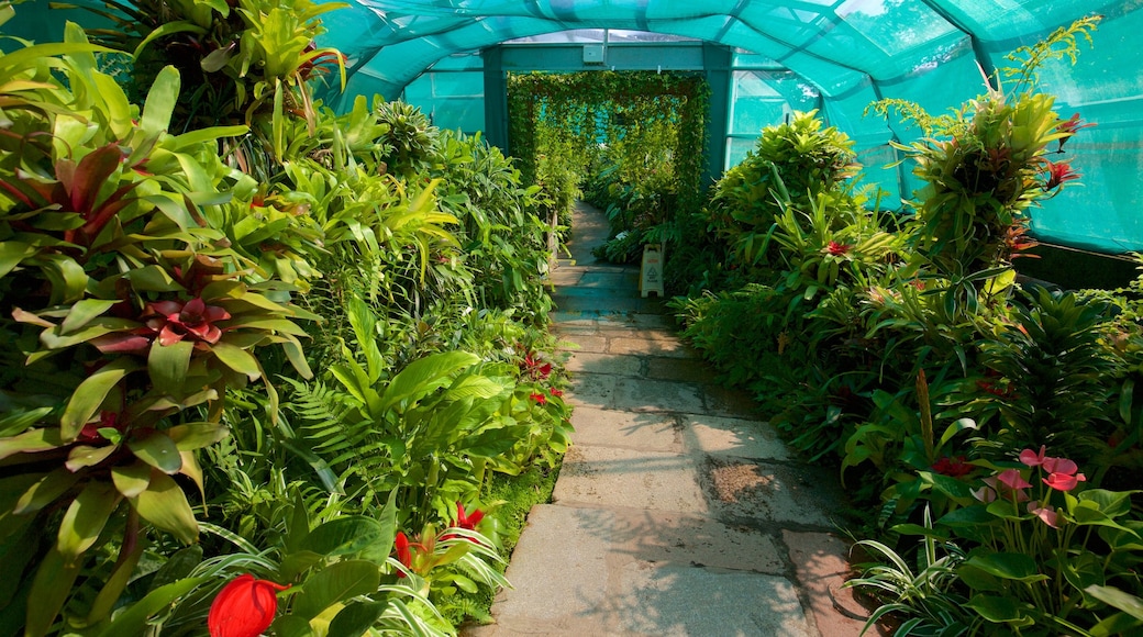 Duthie Park Winter Gardens showing interior views and a garden
