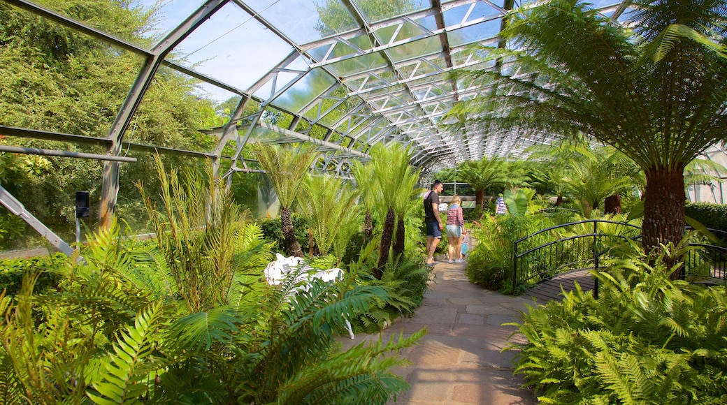 Duthie Park Winter Gardens showing a garden and interior views