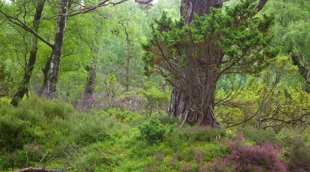 Loch an Eilein mettant en vedette forêts