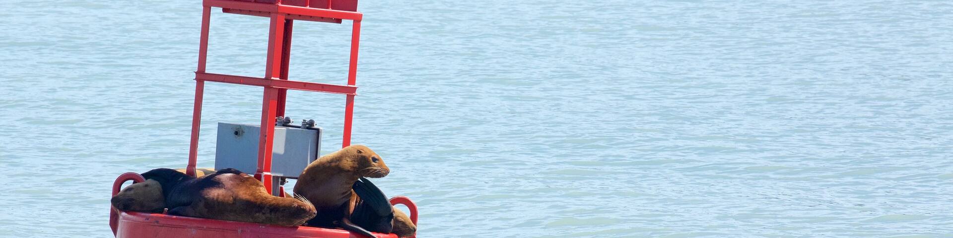 Alaska welches beinhaltet Meeresbewohner und allgemeine Küstenansicht