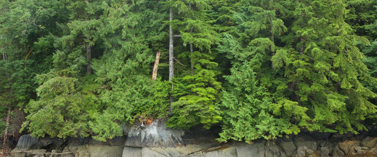 Hyder showing forests