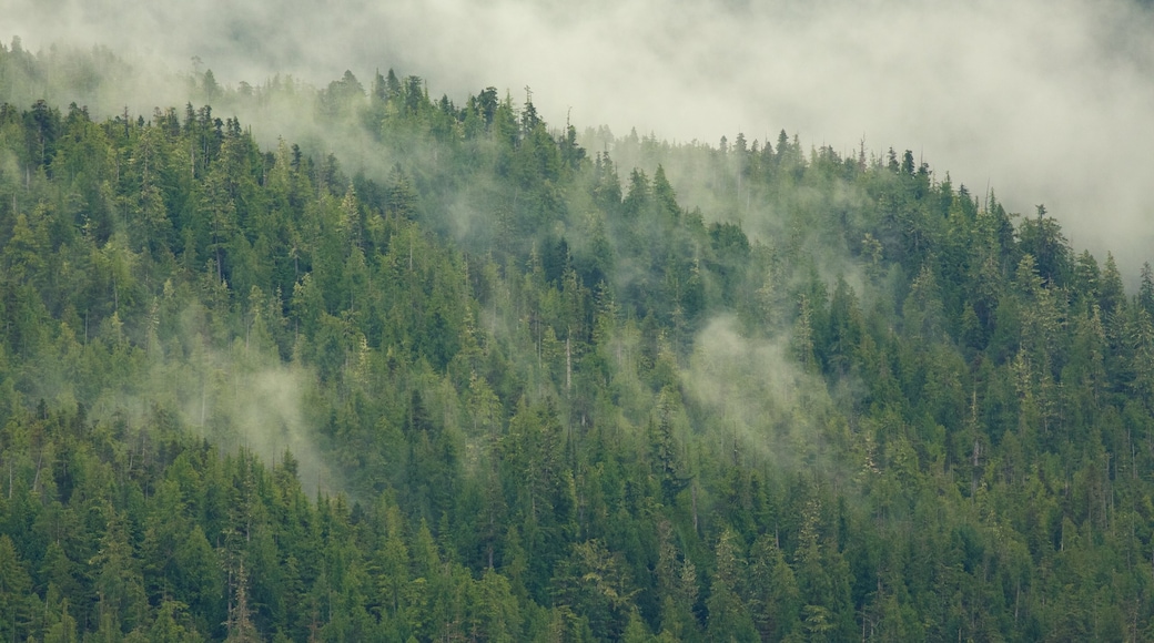 Hyder ofreciendo niebla y paisajes forestales