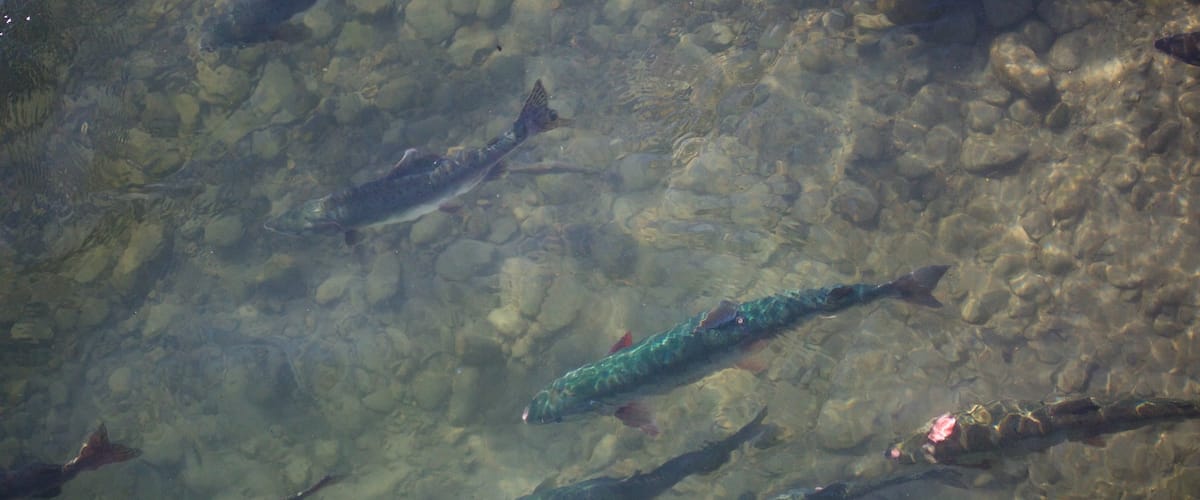Anchorage showing a river or creek and marine life