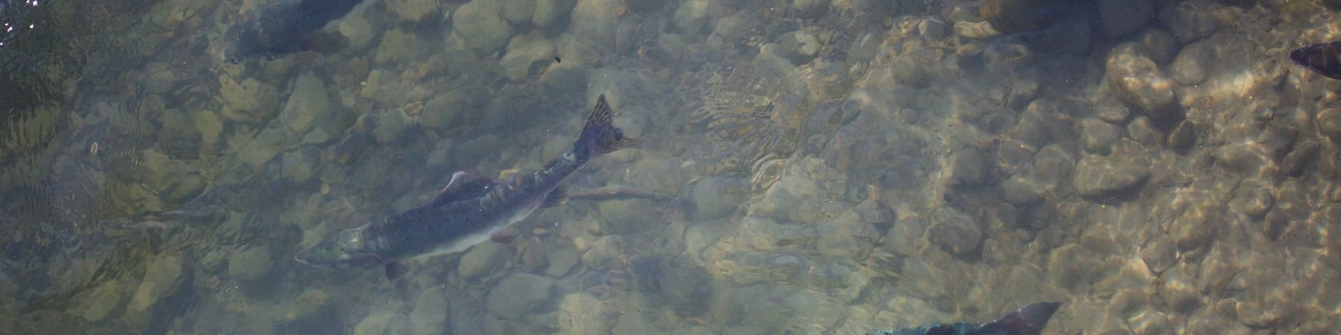 Anchorage showing marine life and a river or creek
