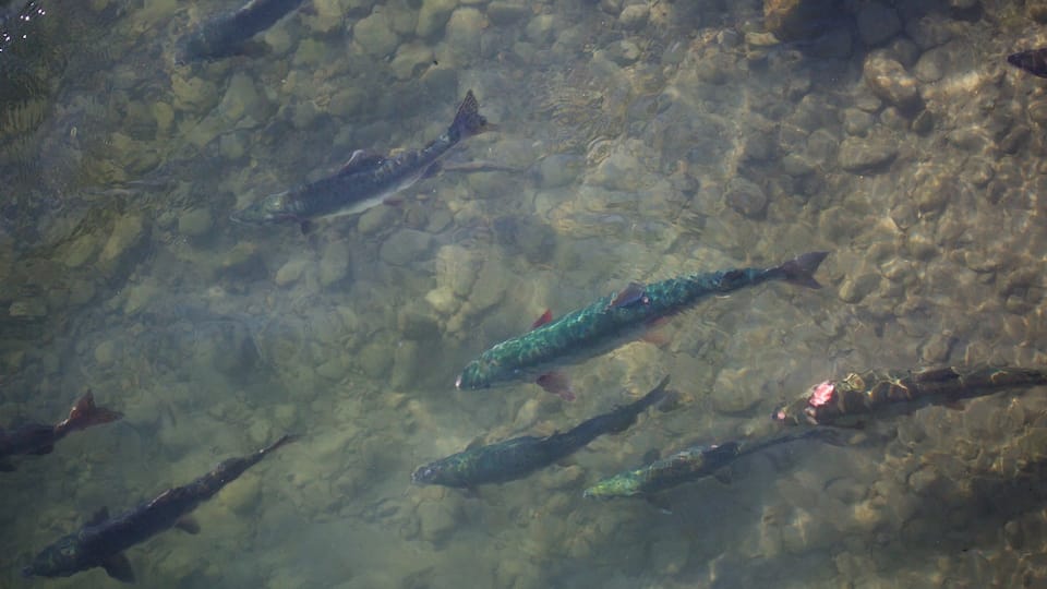 Anchorage showing marine life and a river or creek