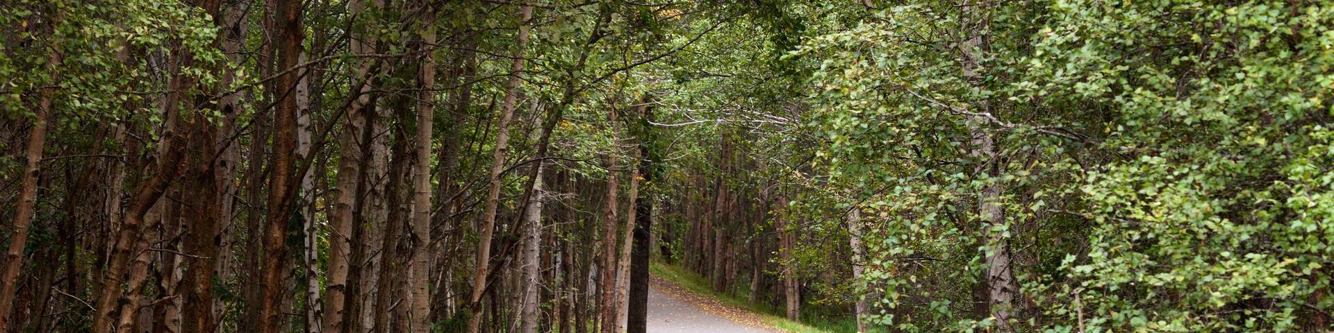 Tony Knowles Coastal Trail showing forests