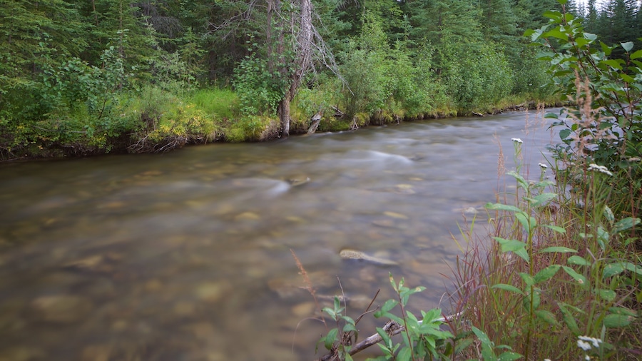 Chena Hot Springs inclusief een rivier of beek