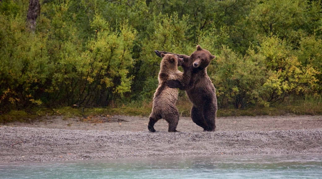 Lake Clark National Park and Preserve which includes dangerous animals and forest scenes