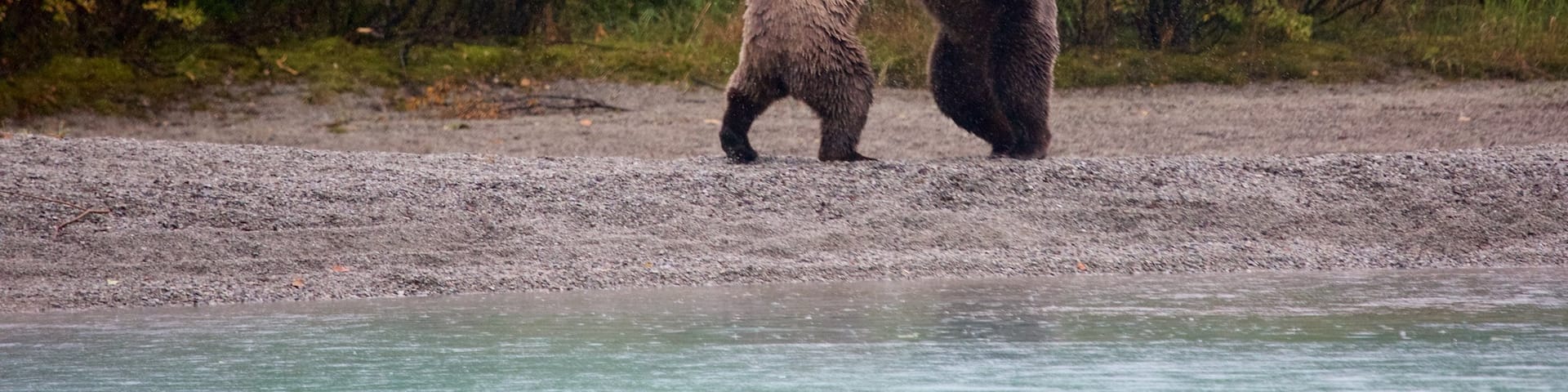 Lake Clark National Park and Preserve featuring dangerous animals and forest scenes