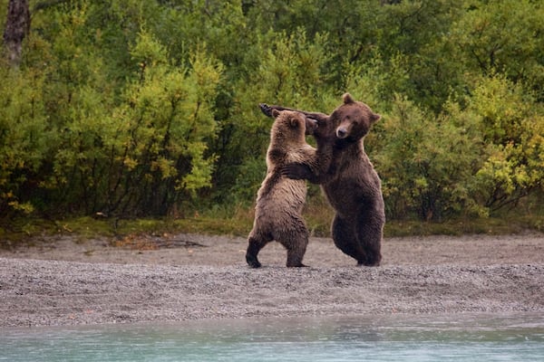 Lake Clark National Park and Preserve featuring dangerous animals and forest scenes