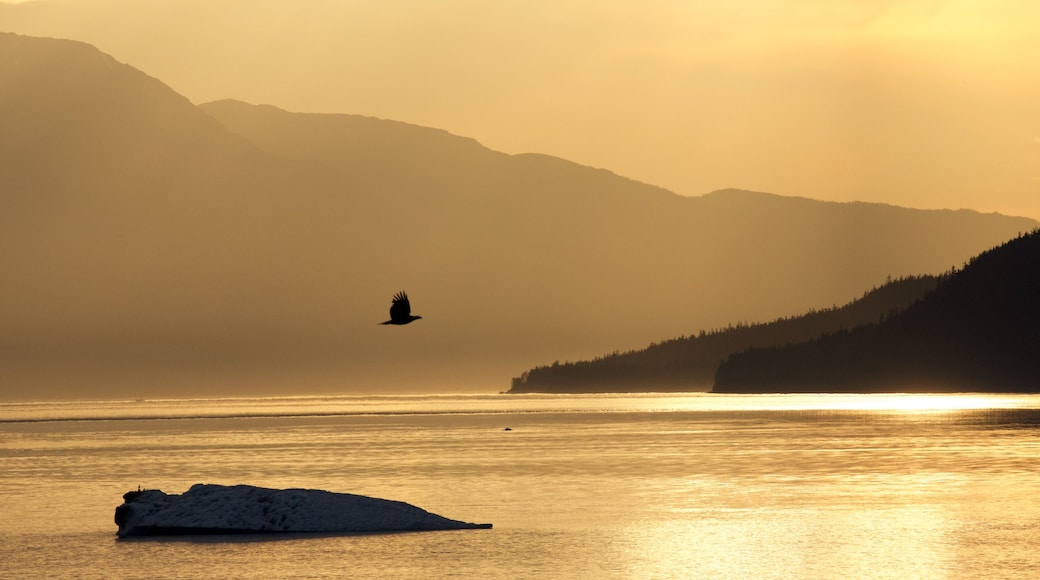 Det sydøstlige Alaska - Inside Passage som omfatter tåge eller dis, fugleliv og en solnedgang