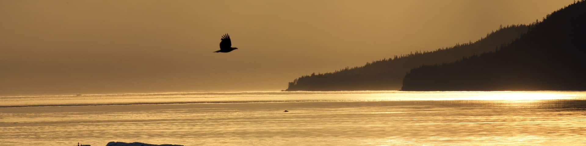 Southeast Alaska - Inside Passage showing mist or fog, a river or creek and a sunset