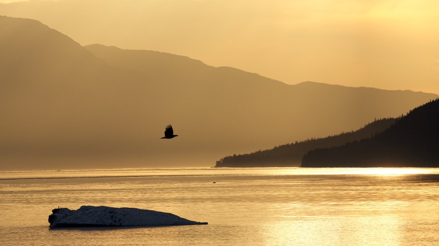 Alaska sud-orientale - Passaggio interno caratteristiche di fiume o ruscello, volatili e tramonto