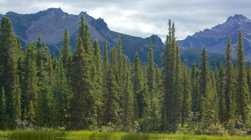 Parque Nacional de Denali mostrando bosques