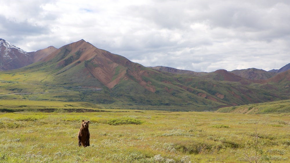 Denali National Park which includes dangerous animals and mountains