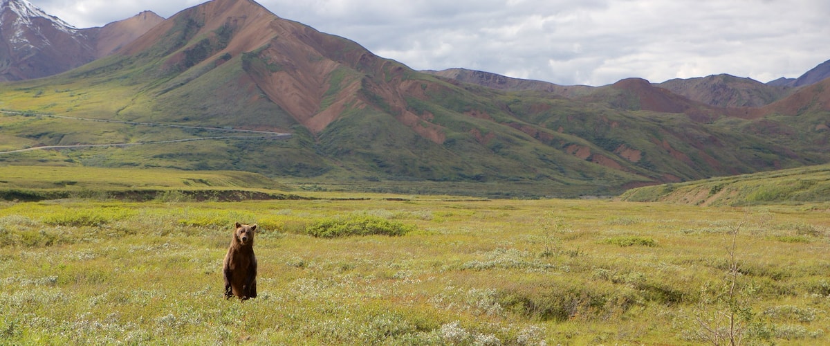 Denali National Park mostrando animais perigosos e montanhas
