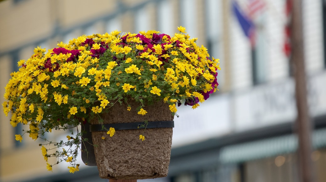 Skagway que incluye flores