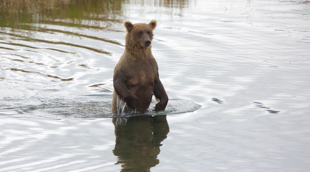 King Salmon caracterizando animais perigosos e animais terrestres