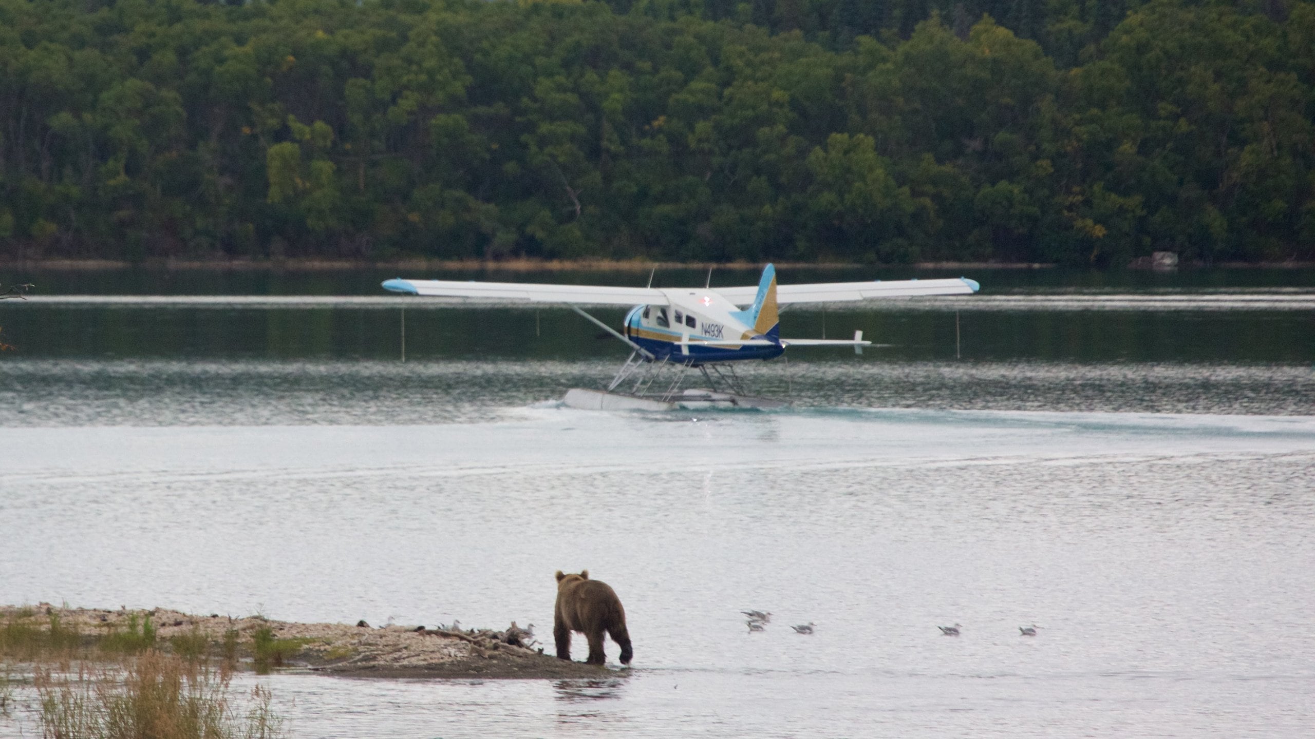 キング サーモン 表示 危険な動物, 航空機 と 陸生動物