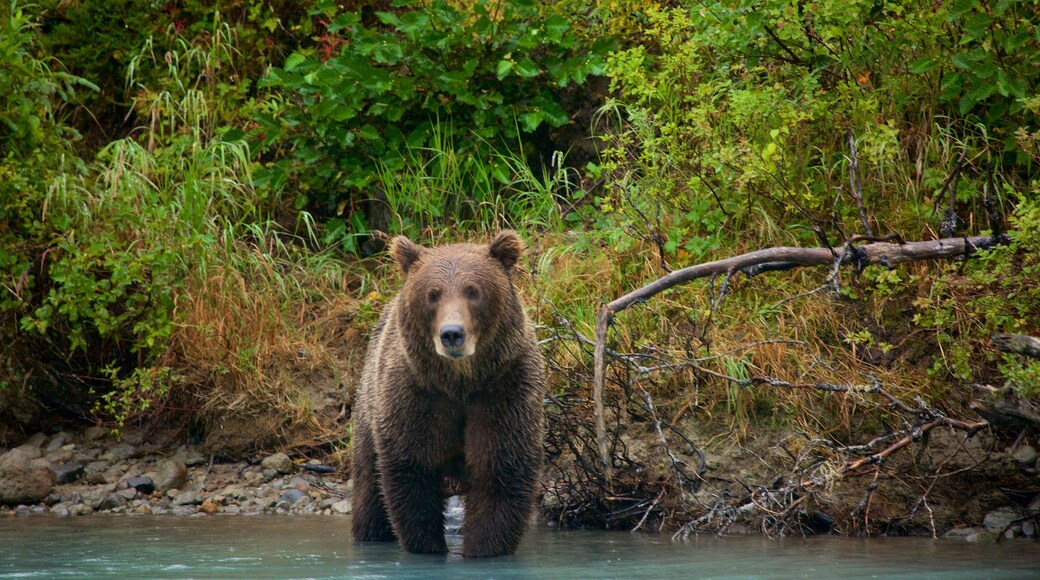 Lake Clark National Park and Preserve which includes dangerous animals