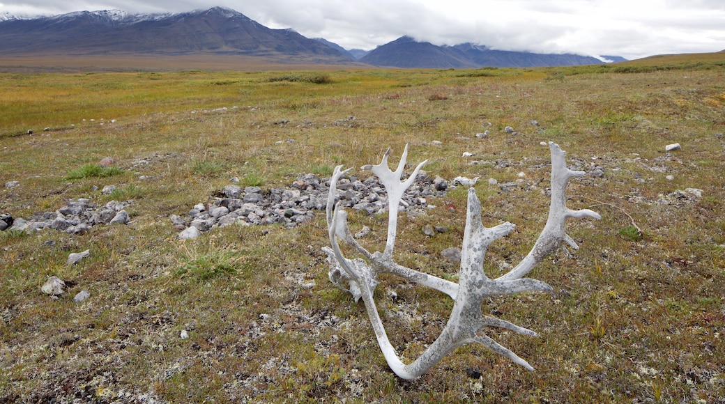 Gates of the Arctic National Park featuring tranquil scenes