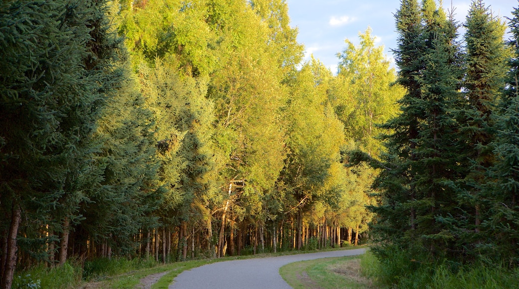 Ruta costera Tony Knowles ofreciendo bosques y una puesta de sol