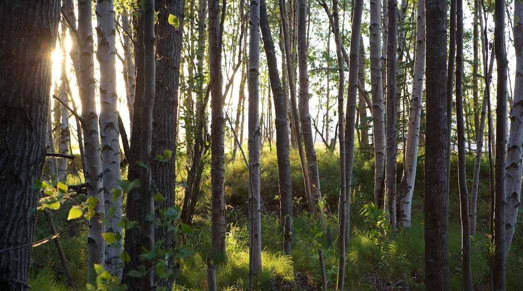 Ruta costera Tony Knowles que incluye escenas forestales y una puesta de sol