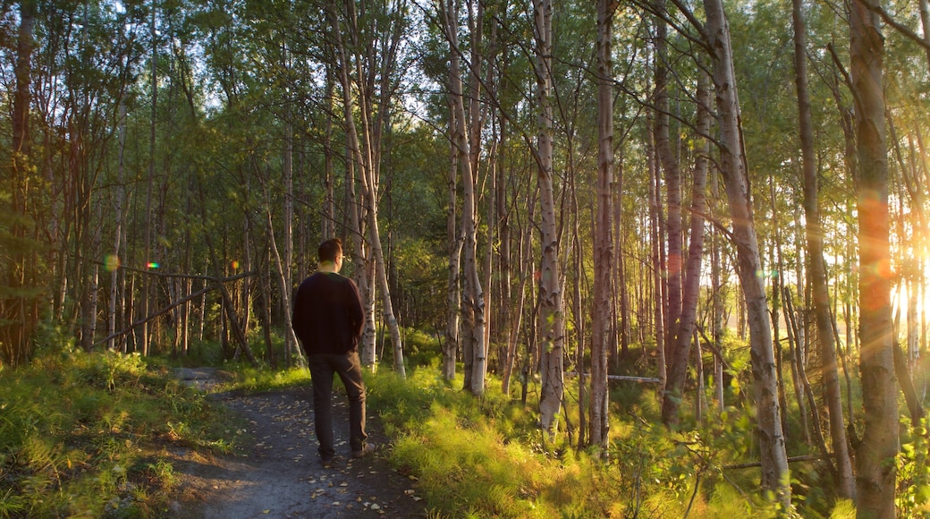 Tony Knowles Coastal Trail which includes a sunset and forests as well as an individual male