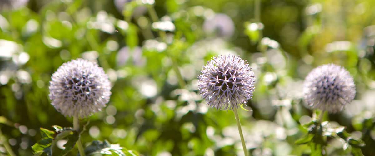 Alaska Botanical Garden showing wildflowers