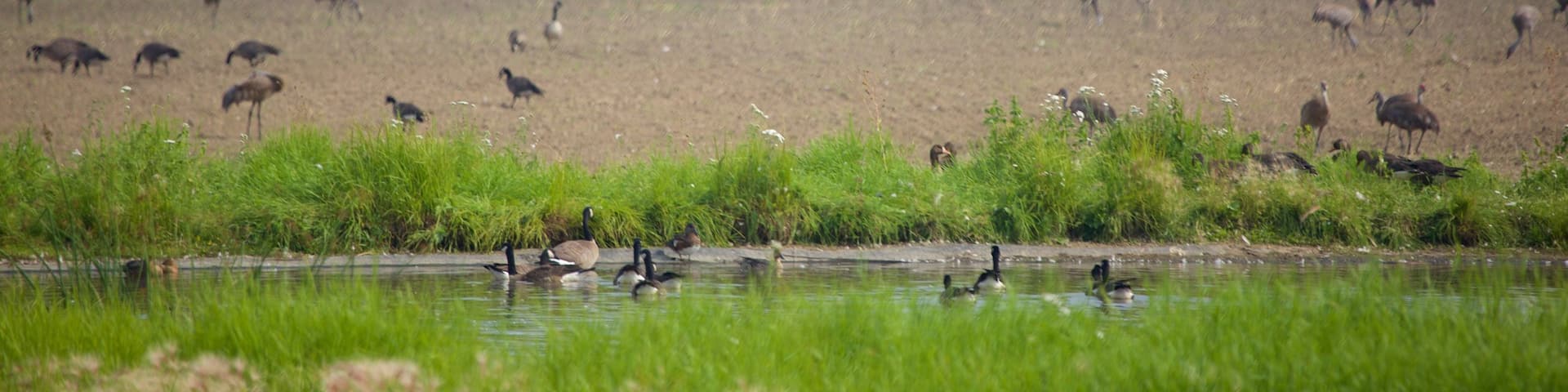 Creamers Field showing tranquil scenes