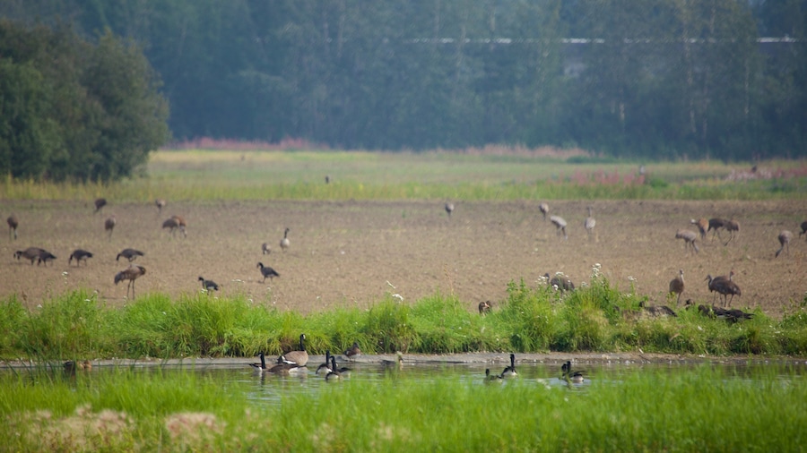 Creamer\'s Field showing tranquil scenes