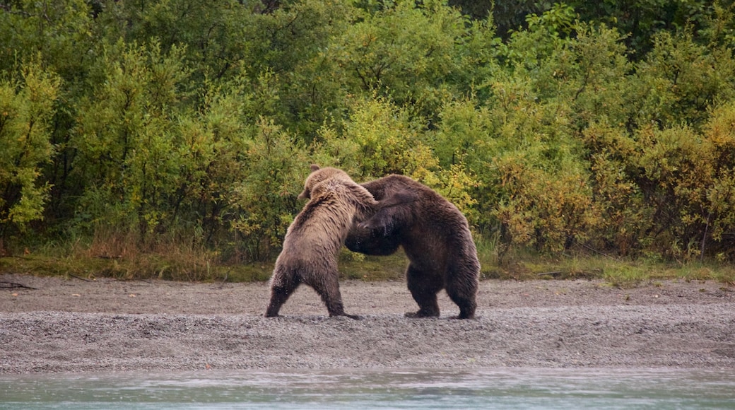 Lake Clark National Park and Preserve which includes dangerous animals and land animals