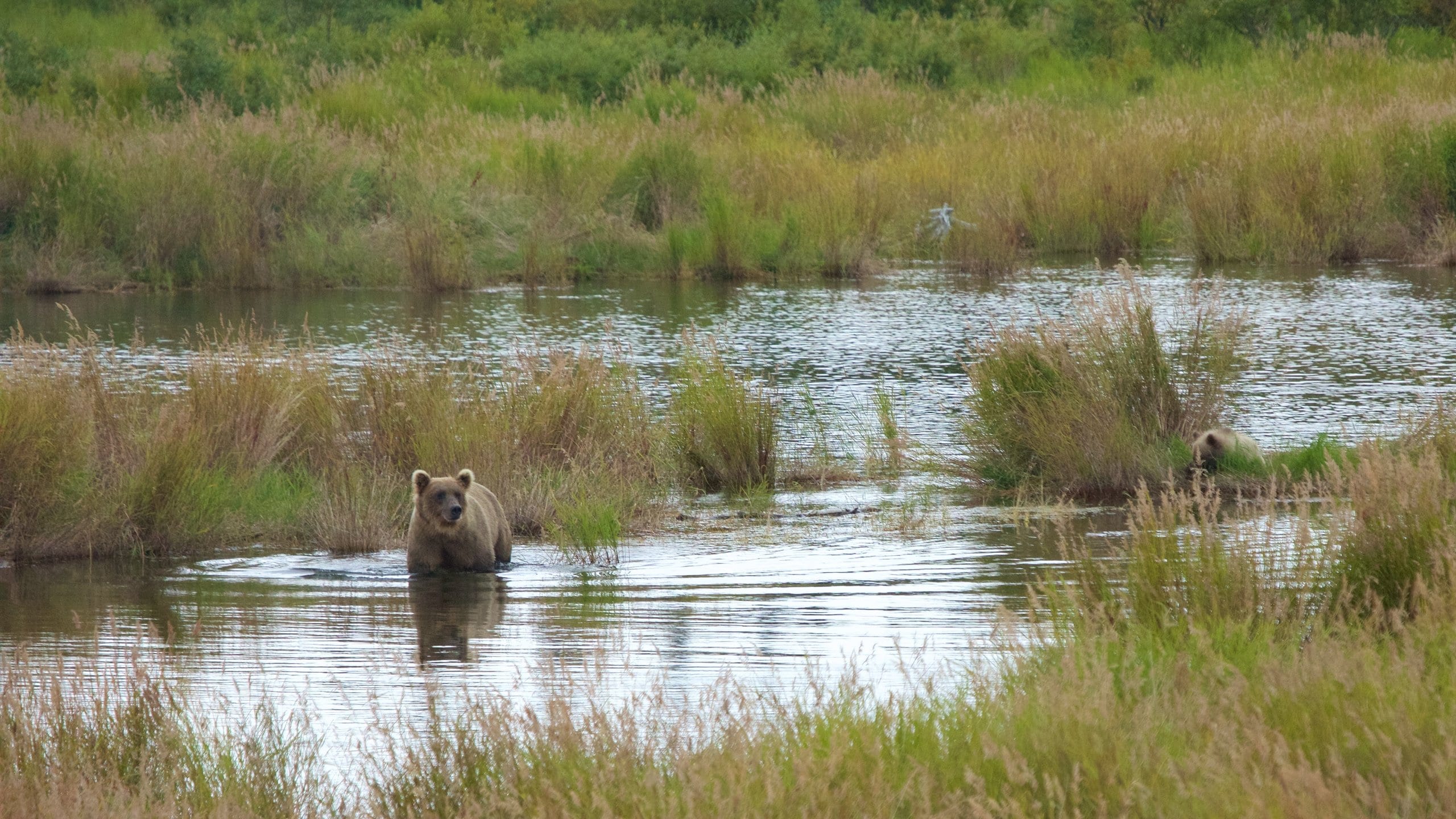 Katmai National Park Tours - Book Now | Expedia, image size:2560x1440