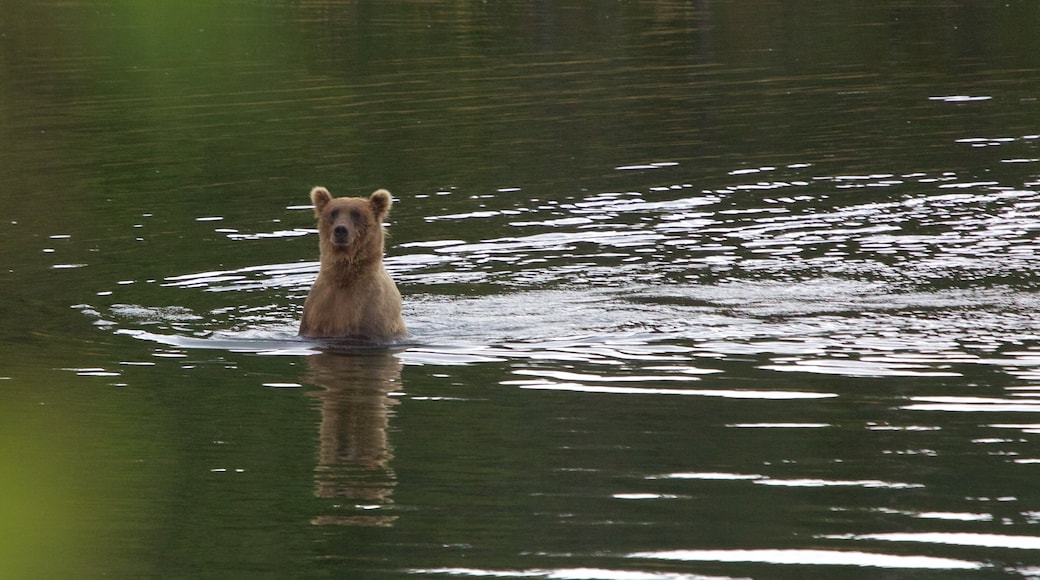 King Salmon mostrando un río o arroyo y animales peligrosos