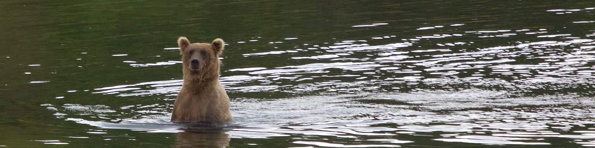 King Salmon showing dangerous animals and a river or creek