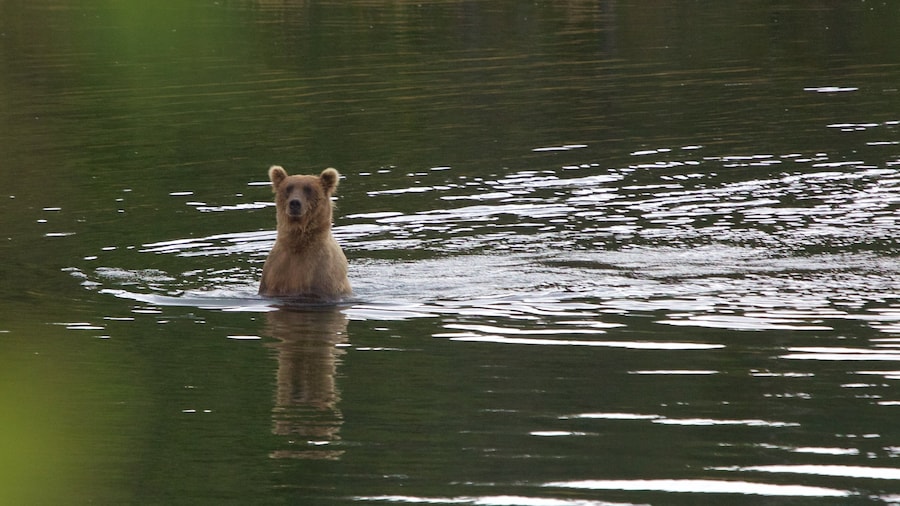 King Salmon featuring a river or creek and dangerous animals