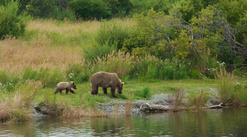 King Salmon das einen Fluss oder Bach und gefährliche Tiere