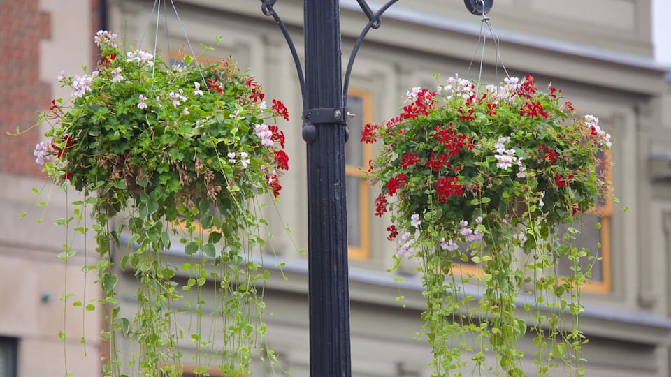 Cambridge mostrando flores