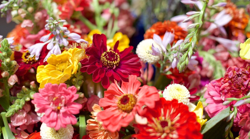 Back Bay showing flowers and markets