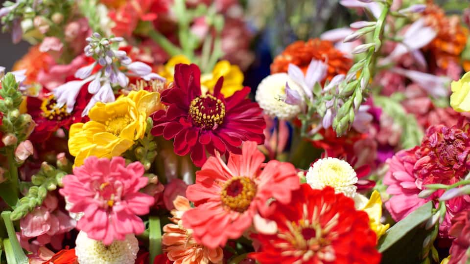 Back Bay showing flowers and markets