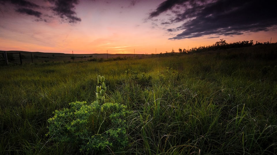 Kansas which includes farmland and a sunset