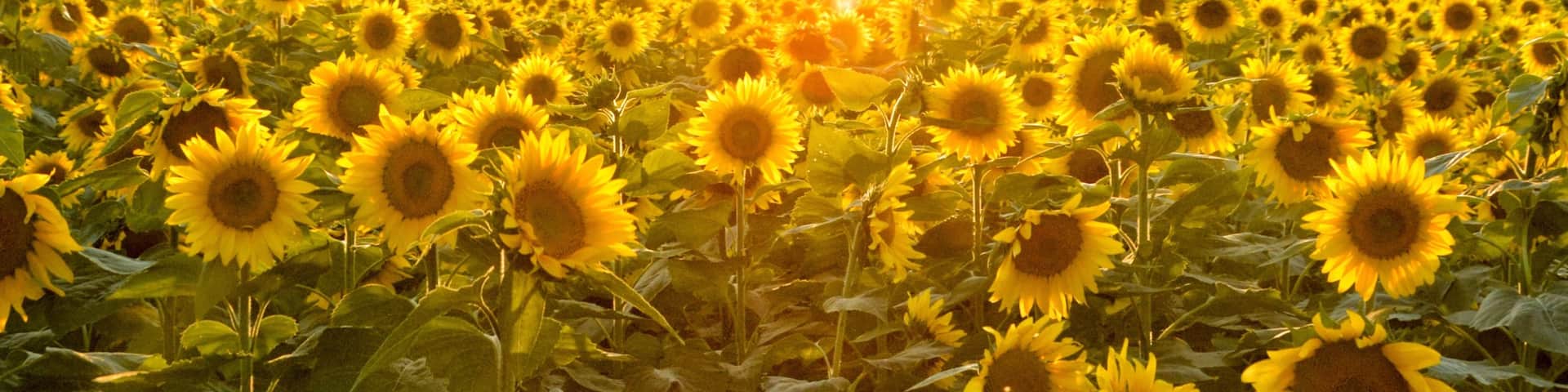 Kansas featuring flowers