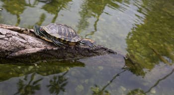 Beverly Hills caratteristiche di animali marini